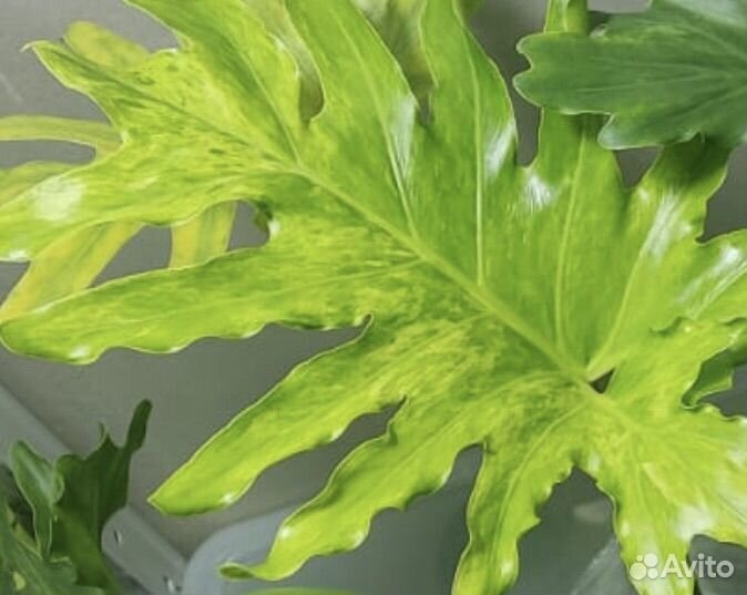 Филодендрон Село сплэш, Спиритус, Лонгилобатум