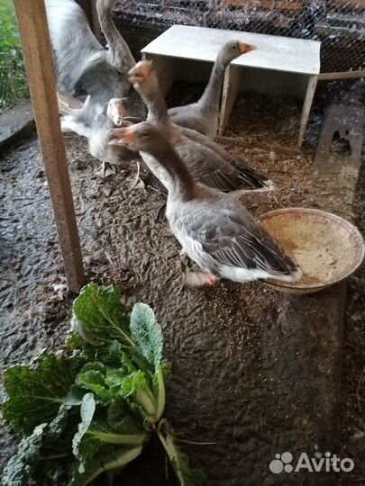 Гуси крупный серый