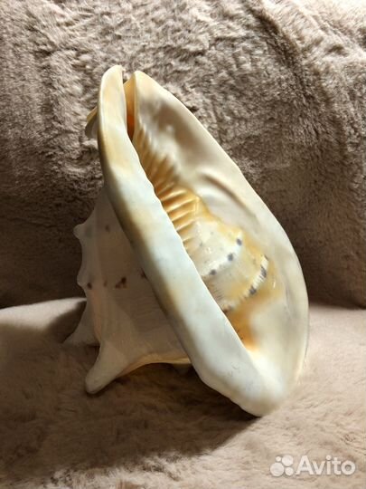 Ракушка морская большая