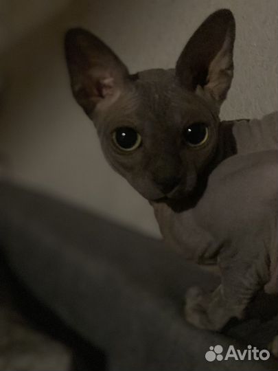 Кот для случки