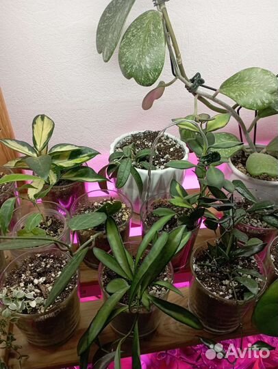 Хойи на срез