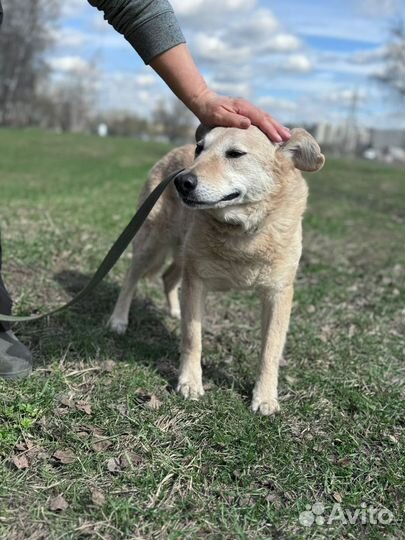 Последний шанс для собаки