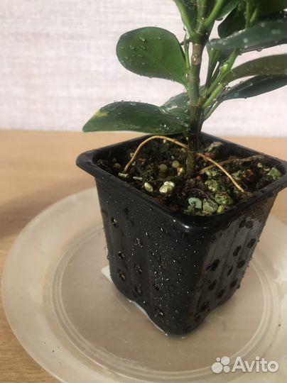 Фикус Моклейм