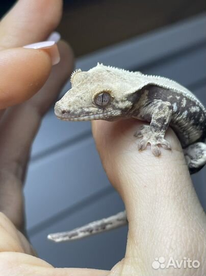 Бананоед реснитчатый Lillywhite