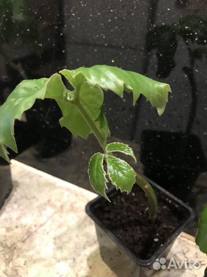 Тетрастигма