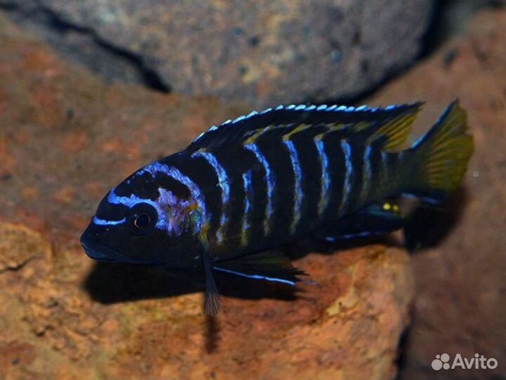 Псевдотрофеусы опт