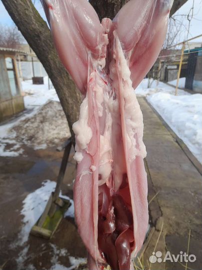 Мясо кролика