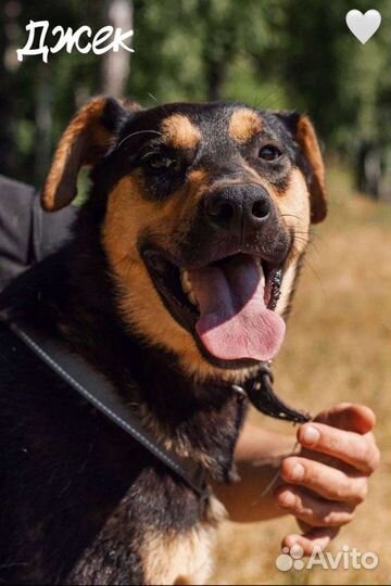 Джек из приюта