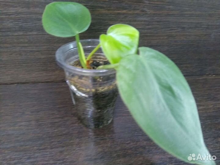 Филодендрон бразил