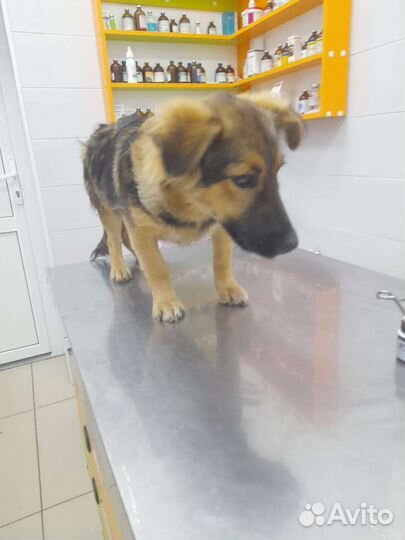 Щенок мальчик