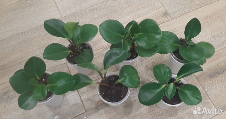 Комнатные растения