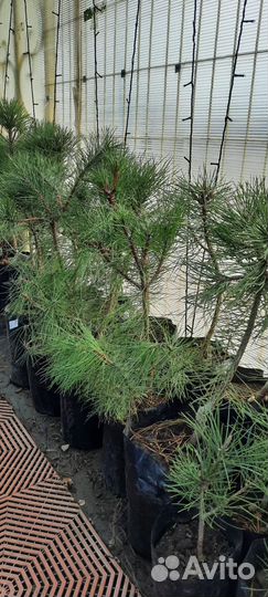 Крымская сосна