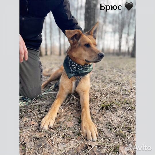 Брюс не должен жить в приюте