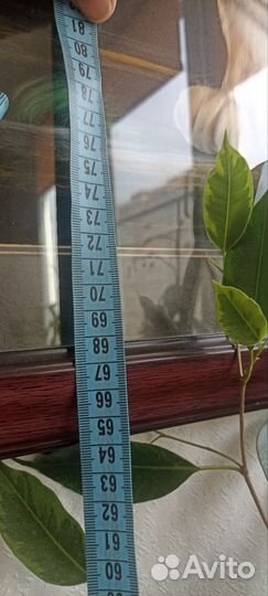 Фикус бенджамина