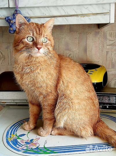 Молодой котик ищет дом