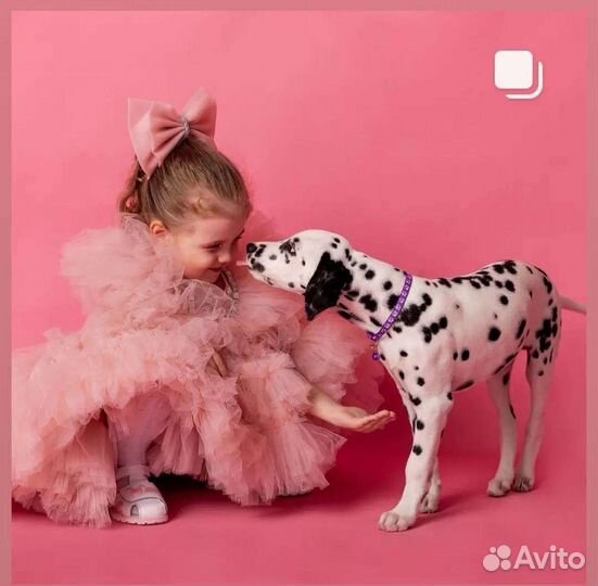 Далматин фотосессия вязка