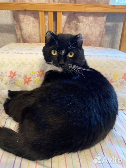 Котик в добрые руки