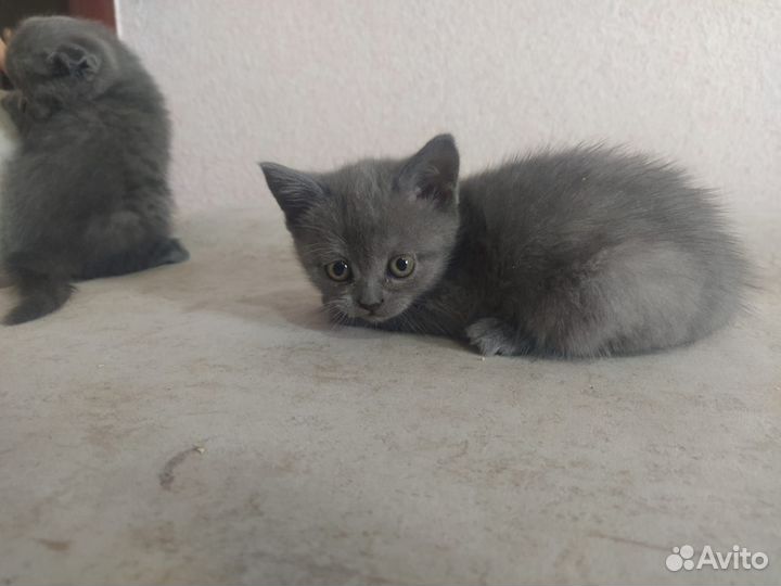 Британские котята