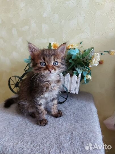 Котенок бесплатно