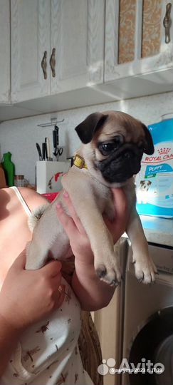 Щенки мопса