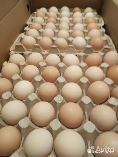 Инкубационное яйцо бройлера