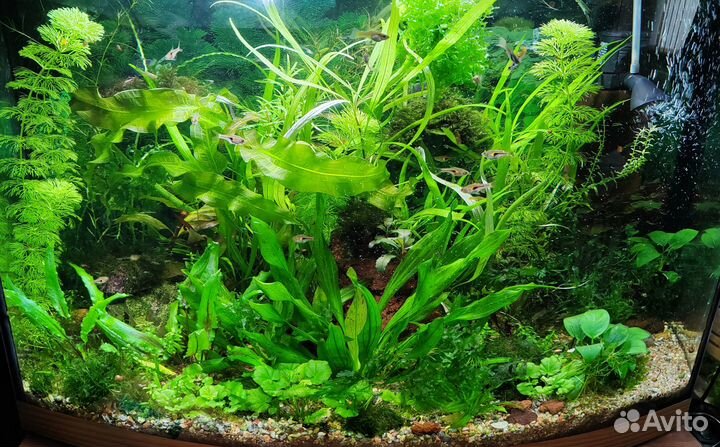 Гуппи Эндлера, растения, нагреватель, декорации