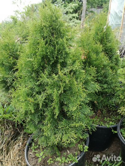 Древесно-кустарниковые декоративные растения