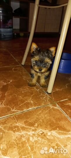 Йоркширский терьер щенки девочки и мальчики