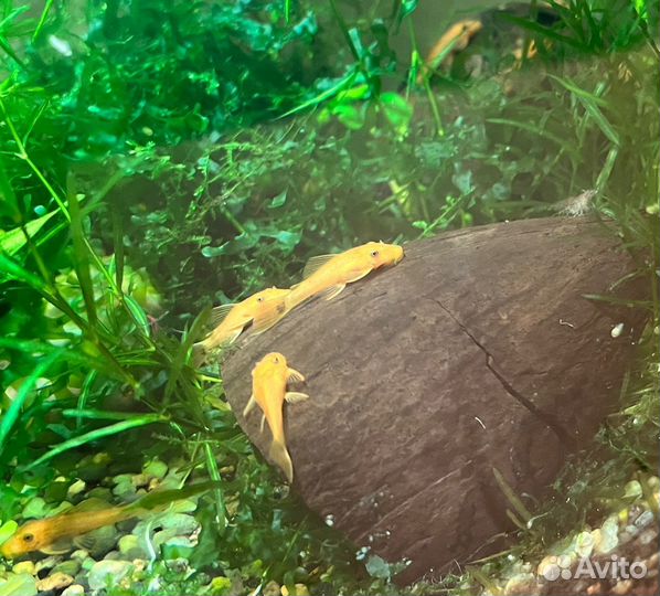 Сомы Анциструсы Супер Рэд Подростки