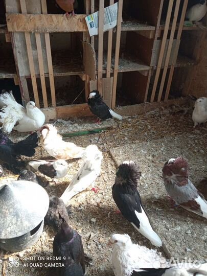 Голуби декоративные