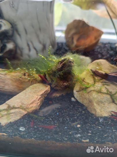 Аквариум с рыбками