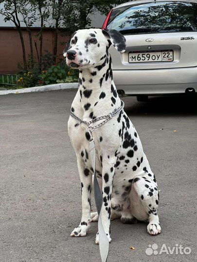 Вязка Далматин