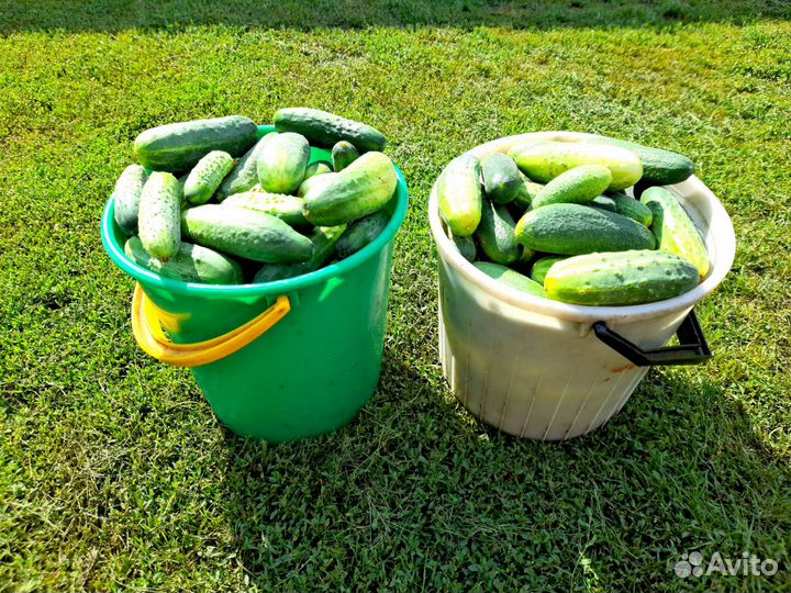 Продам огурцы (собраны только что)