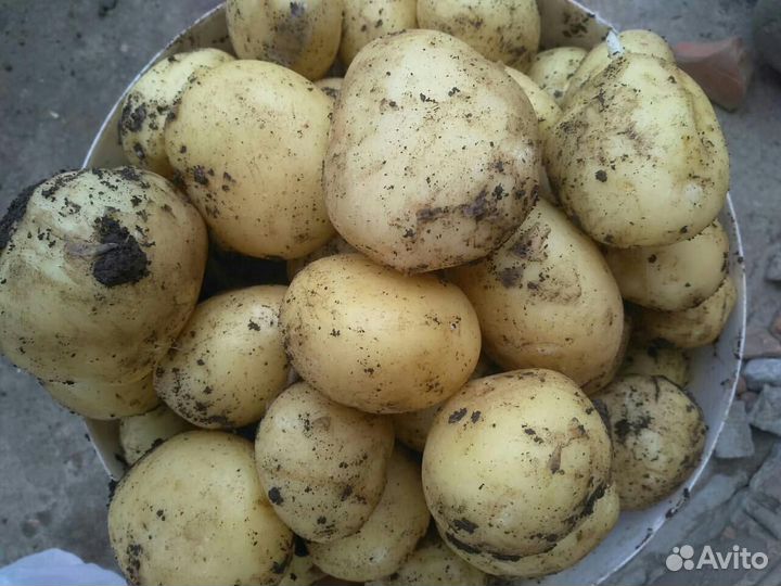 Картофель домашний