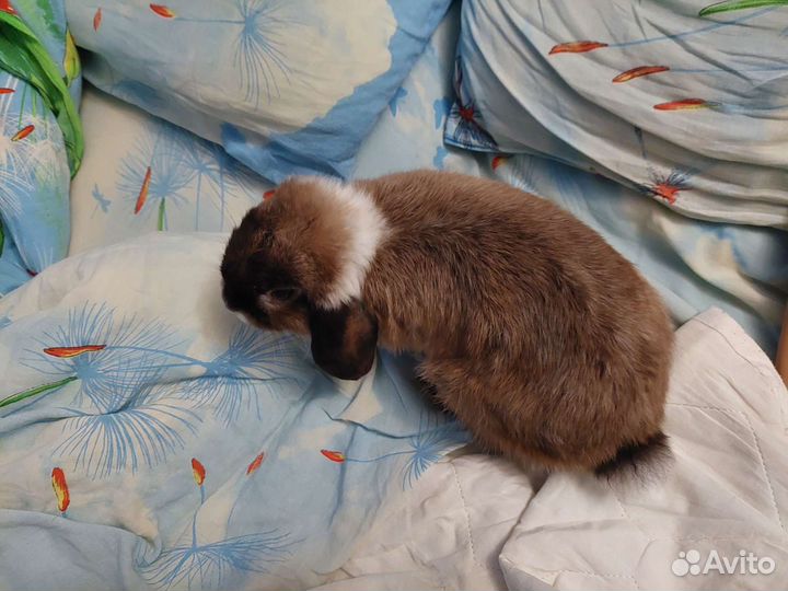 Карликовый вислоухий кролик