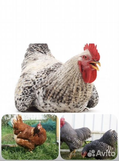 Инкубационное яйцо цветной бройлер