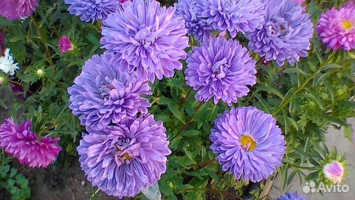 Цветы астра рассада