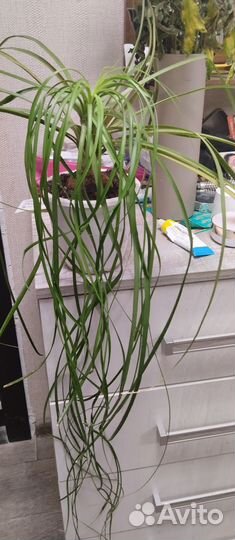 Бокарнея нолина