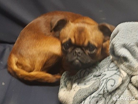 Пти брабансон вязка