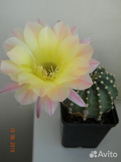 Сортовые эхинопсисы, можно почтой