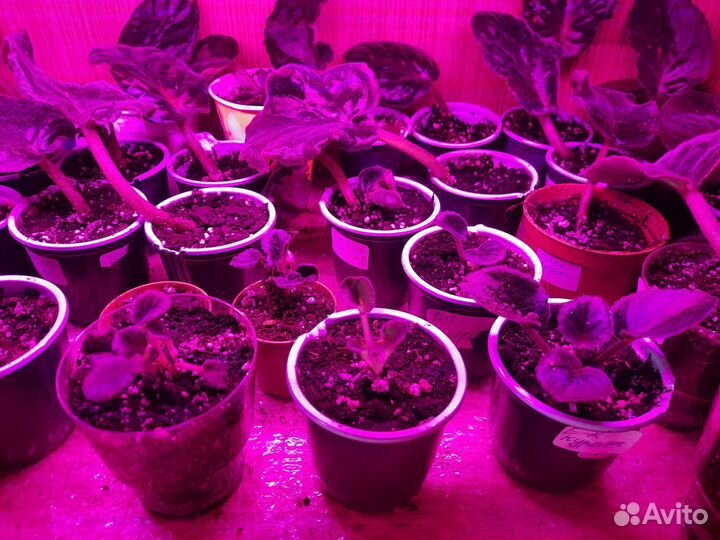 Сортовые фиалки