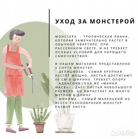 Монстера минима