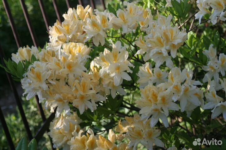 Рододендроны для Подмосковья