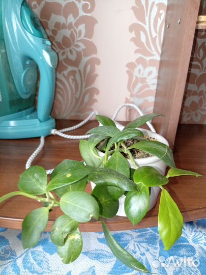 Комнатные цветы