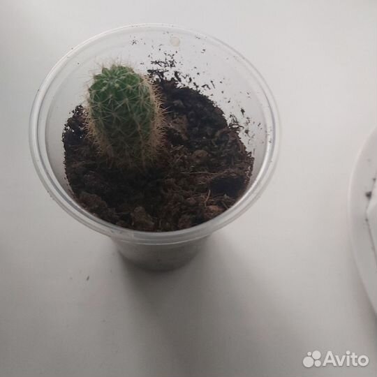 Кактусы и суккуленты