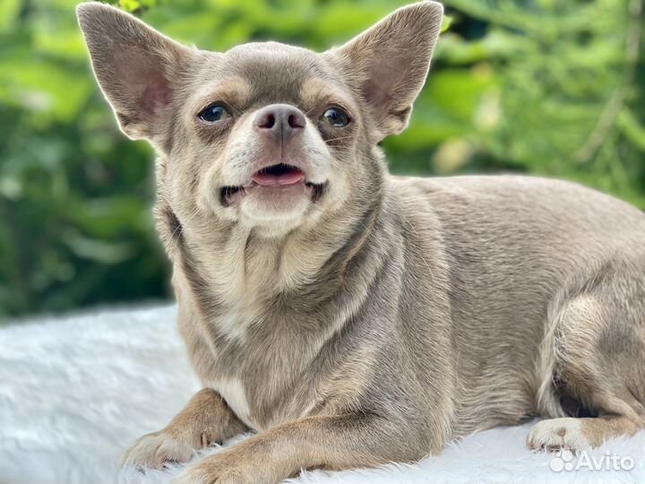 Девочки мальчики щенки чихуахуа