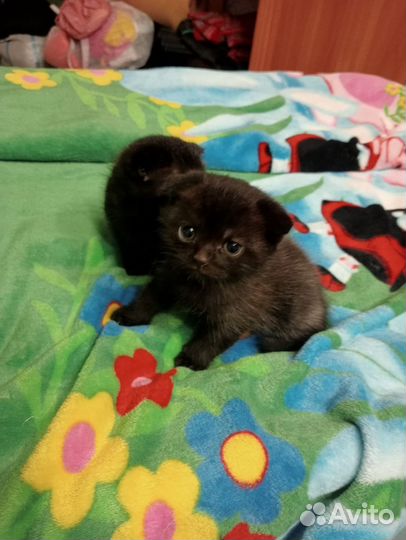 Котята шотландские