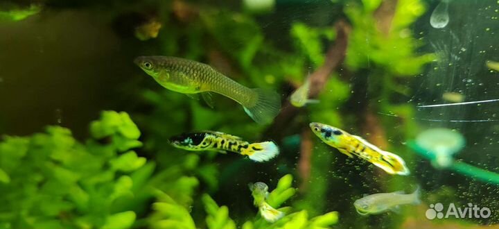 Гуппи Эндлера тигровые