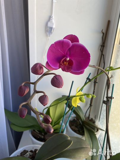 Орхидея фаленопсис