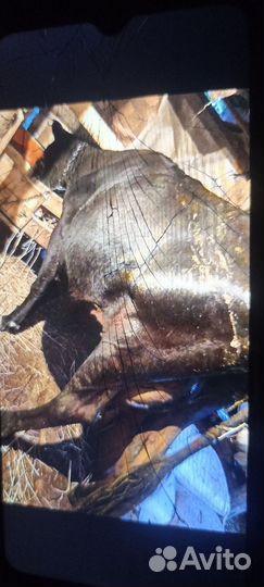 Корова стельная дойная